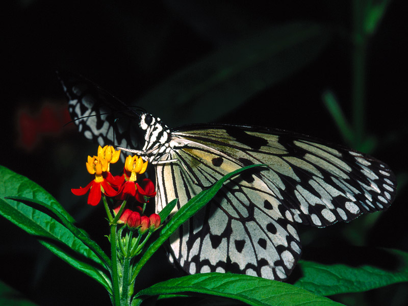 Paper Kite Butterfly, Southeast Asia